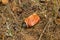 Crushed rusty aluminum can lying on ground in forest