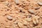 Crust bread with seeds closeup