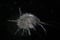 Crustacean Amphipoda by microscope. Arthropoda Gammarus pulex. Aquarium feeds suitable for fish, reptiles, birds