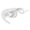 Crustacean animal - shrimp