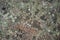 Crustose Lichen - Landscape Diversity