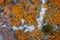 Crustose Lichen and Moss on a Rock