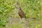 Crying corncrake in grass