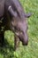 Crying grey Tapir