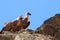 Crying juvenile griffon vulture upon the rocks of the Salto del Gitano, Spain
