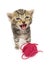 Crying kitten on white background