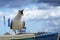 Crying seagull Larus fuscus on a beach basket in a seaside resort