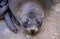 Crying Seal on Beach near Dunedin New Zealand