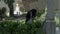 Crying woman in black mourning dress at grave of beloved feeling desolation and sorrow