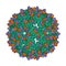 Cryo-EM structure of Dengue virus strain green complexed with human antibody brown and violet