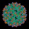 Cryo-EM structure of Dengue virus strain green complexed with human antibody brown and violet