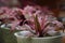 Cryptanthus bivittatus (Earth star, kriptantus, Pink Starlite Earth Star) plant.