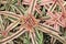 Cryptanthus bivittatus,Earth Star,Starfish Plant