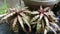cryptanthus bivittatus ornamental plant types of colored leaves