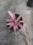 cryptanthus bivittatus pink