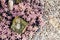 Cryptanthus bivittatus plant garden