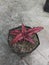 Cryptanthus Bivittatus Red star