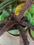 Cryptanthus fosterianus with brown zebra pattern. This species is endemic to Brazil.