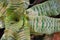 Cryptanthus Zonatus plant in botanical garden. close-up