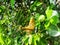 Cryptic Camouflage: Brown Grasshopper Concealed Amid Abundant Leaves