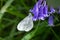 Cryptic Wood White butterfly hanging from a bluebell