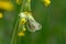 Cryptic Wood White butterfly on a yellow cowslip flower