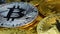 Crypto currency golden and silver coins