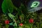 Crypto jungle ntf cyber concept. Jungle arrangement made of fresh adams plants and natural hibiscus flowers. Etherium logo green