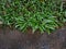 Cryptocoryne aquatic plant, close-up view