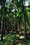 Cryptomeria forest in Reunion Island. Japanese trees.