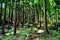 Cryptomeria forest in Reunion Island. Japanese trees.