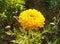 Crysanthemum yellow with buds