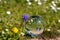 Crystal ball with grape hyacinth, dandelion flower and daisy on moss covered stone
