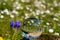 Crystal ball with grape hyacinth, dandelion flower and daisy on moss covered stone