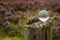 Crystal ball with the reflection of a heathland