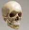 Crystal Clear Cranial Insight: An Exquisite 3D Rendering of the Human Skull semi profile