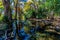 The Crystal Clear Frio River Deep in the Forest.