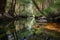 crystal-clear stream flowing past forest oasis, with reflections of the trees in the water