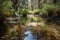 crystal-clear stream flowing past forest oasis, with reflections of the trees in the water