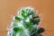 Crystal clear water droplet on mini Cactus plant, macro shot