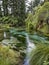 Crystal clear waters of Hamurana Springs, Rotorua, New Zealand, surrounded by native forest