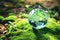 Crystal globe putting on moss with environment icon