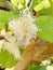 crystal guava flowers blooming in the morningTe