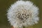 CRYSTAL LIKE DROPLETS ON A GOATSBEARD TRAGOPOGON DUBIUS