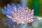 Crystal lotus