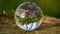 Crystal, Photo, Light, Glass Ball in bluebell wood forest showing upside down magnified image