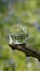 Crystal, Photo, Light, Glass Ball in bluebell wood forest showing upside down magnified image