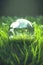 Crystal planet Earth globe with world map on green grass on a meadow. Symbol for sustainability environment protection green