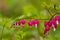 Crystal Showy Bleeding heart