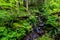 A Crystal Stream Flowing Through a Beautiful Primeval Rain Forest